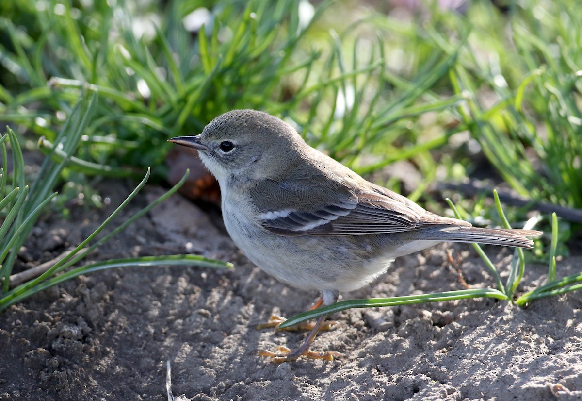 Pine Warbler - ML323023851