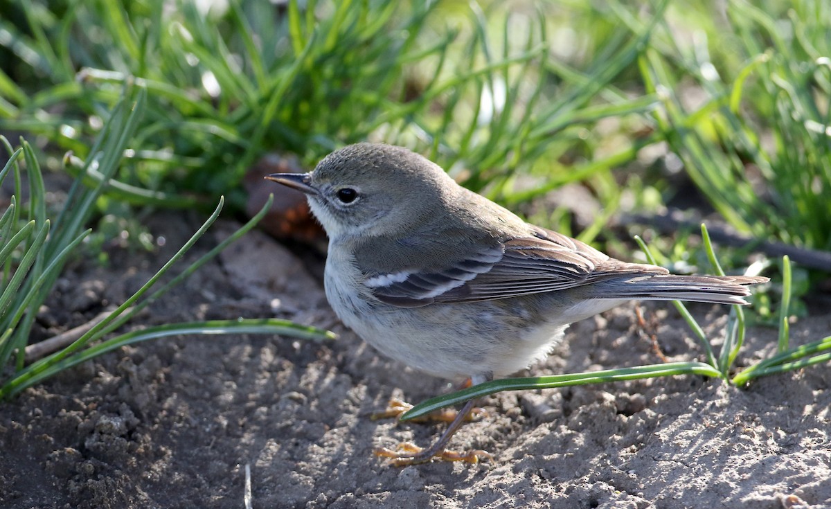 Pine Warbler - ML323023861