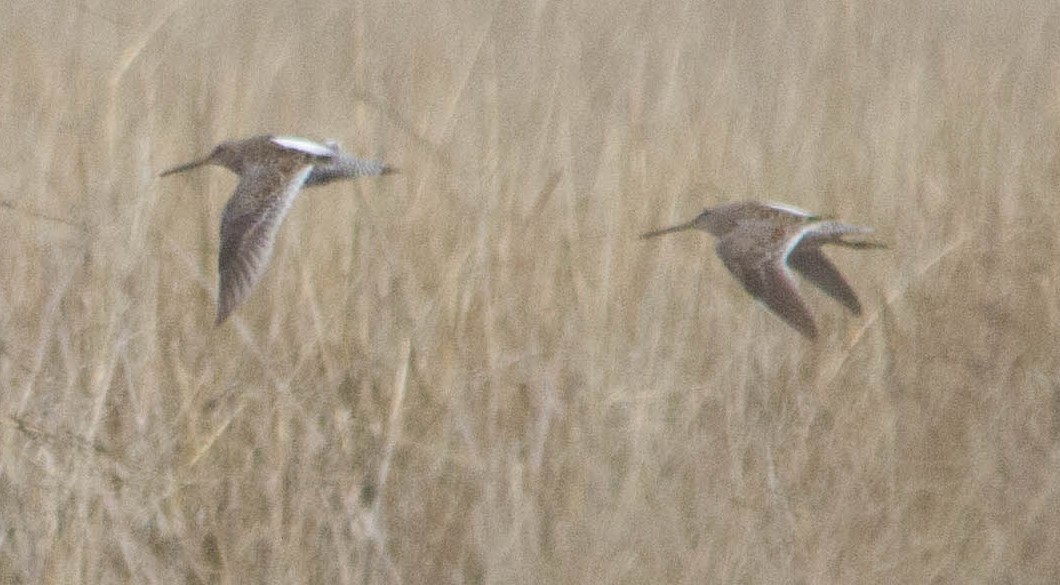 langnebbekkasinsnipe - ML323024291