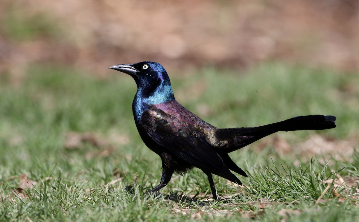 Common Grackle - Jay McGowan