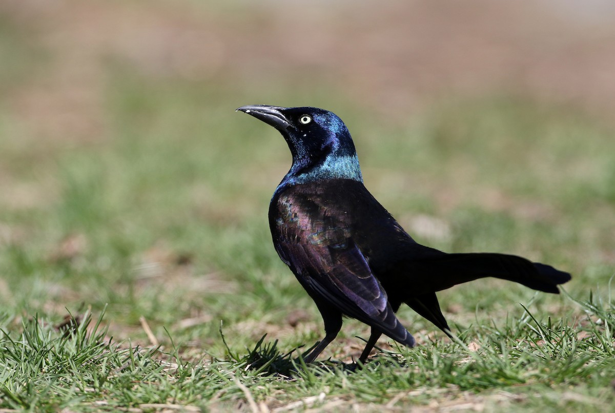 Common Grackle - Jay McGowan