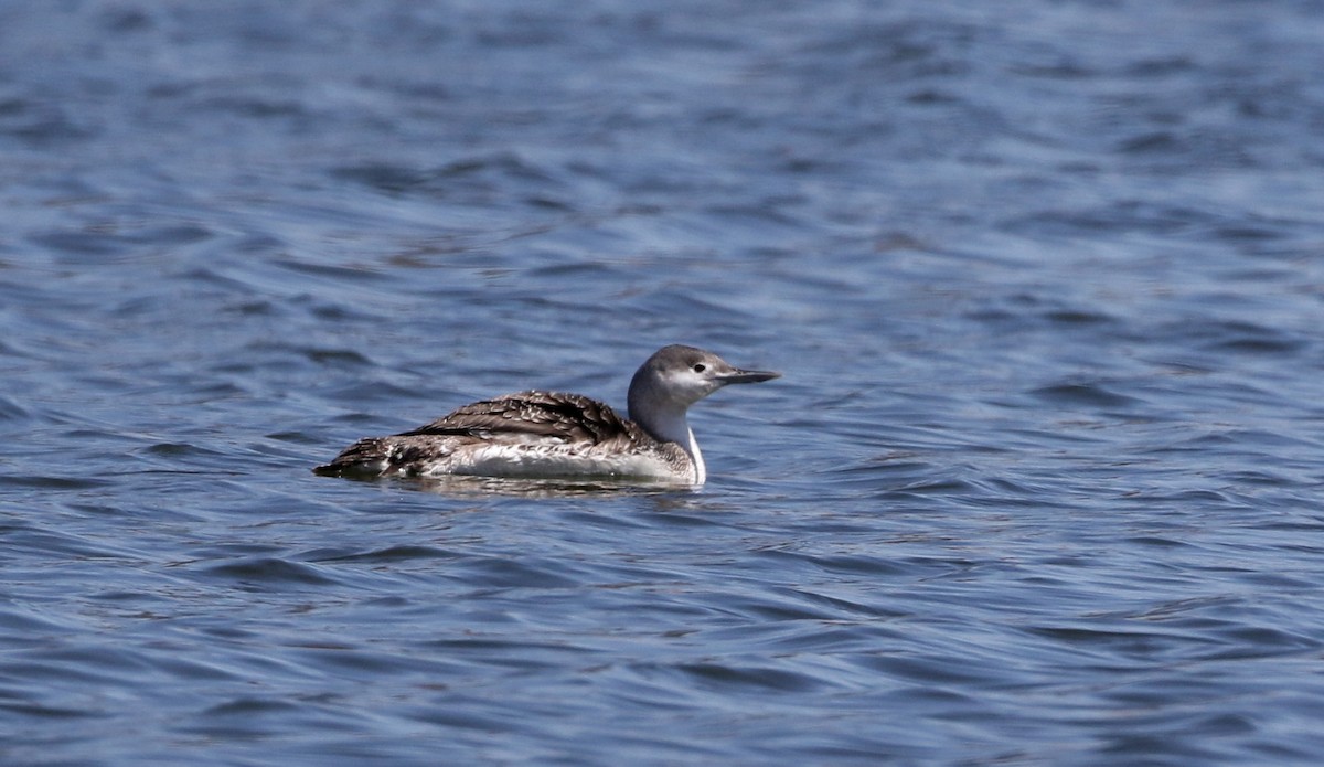 Red-throated Loon - ML323025091