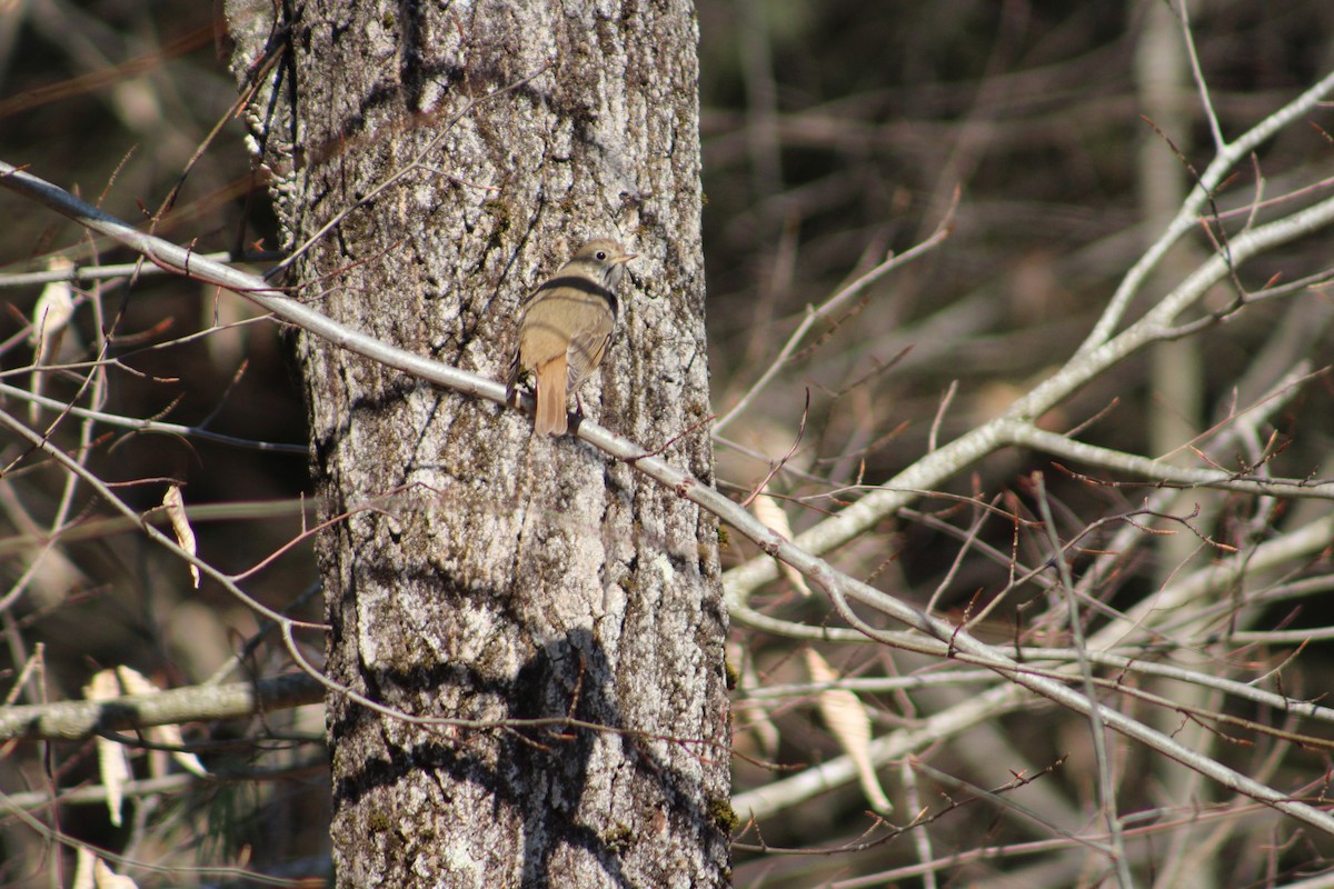 Hermit Thrush - ML323026171