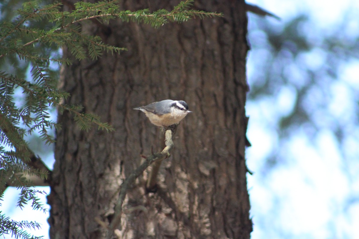 Red-breasted Nuthatch - ML323027081
