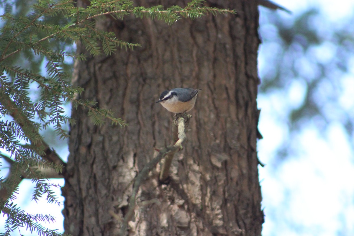 Red-breasted Nuthatch - ML323027101