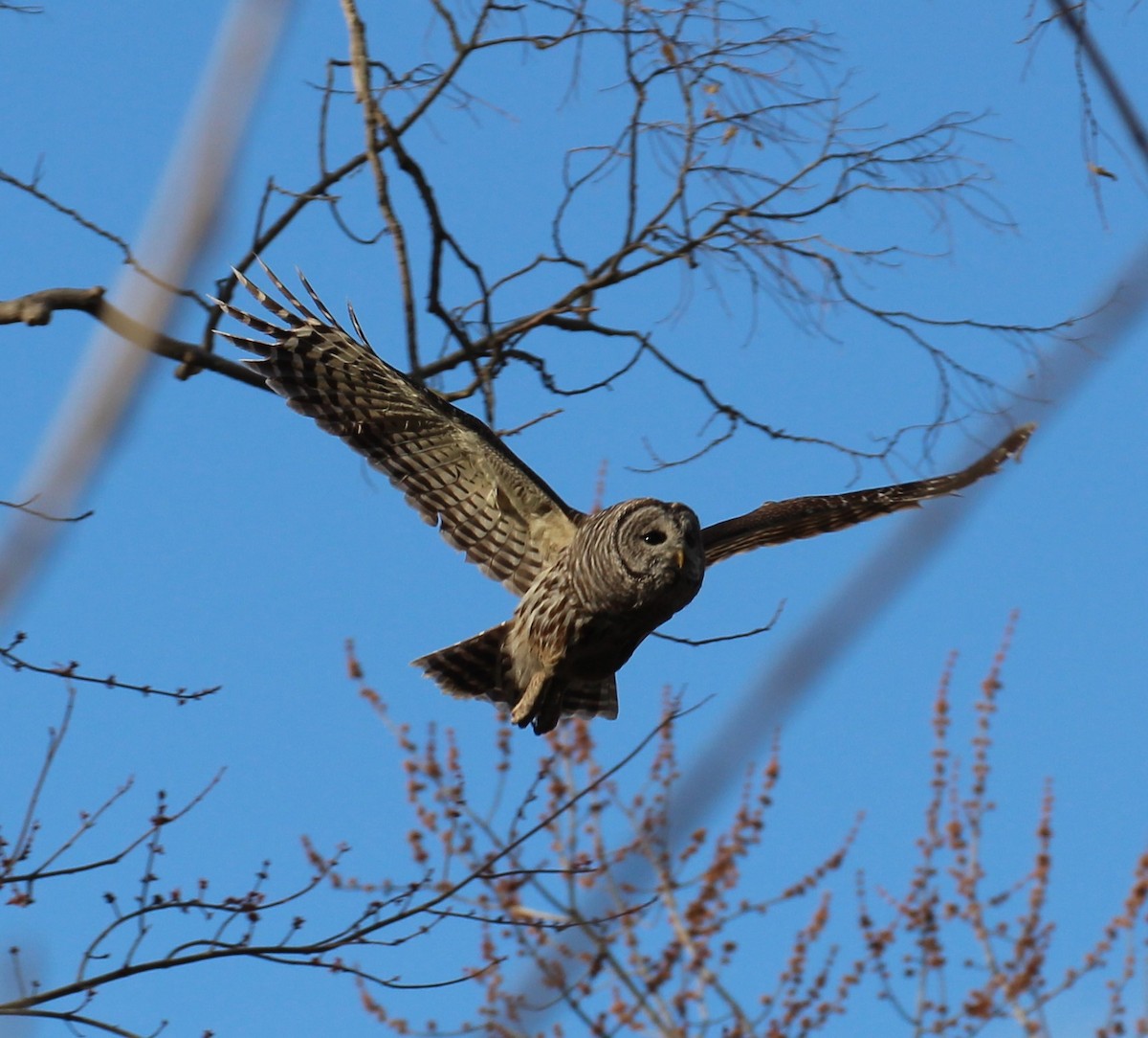 høvdingugle - ML323028771