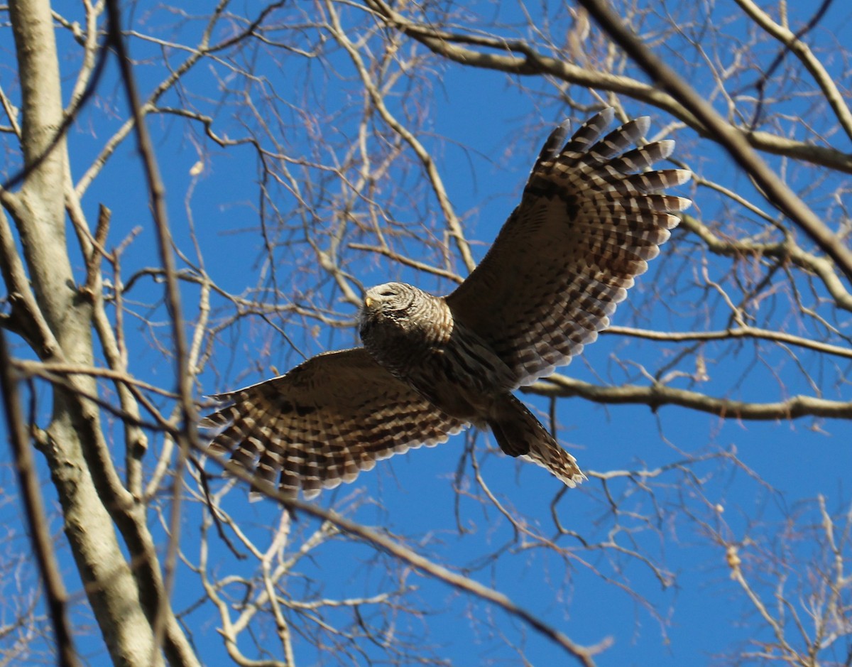 høvdingugle - ML323028821