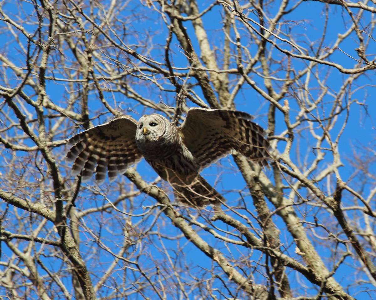 høvdingugle - ML323028841