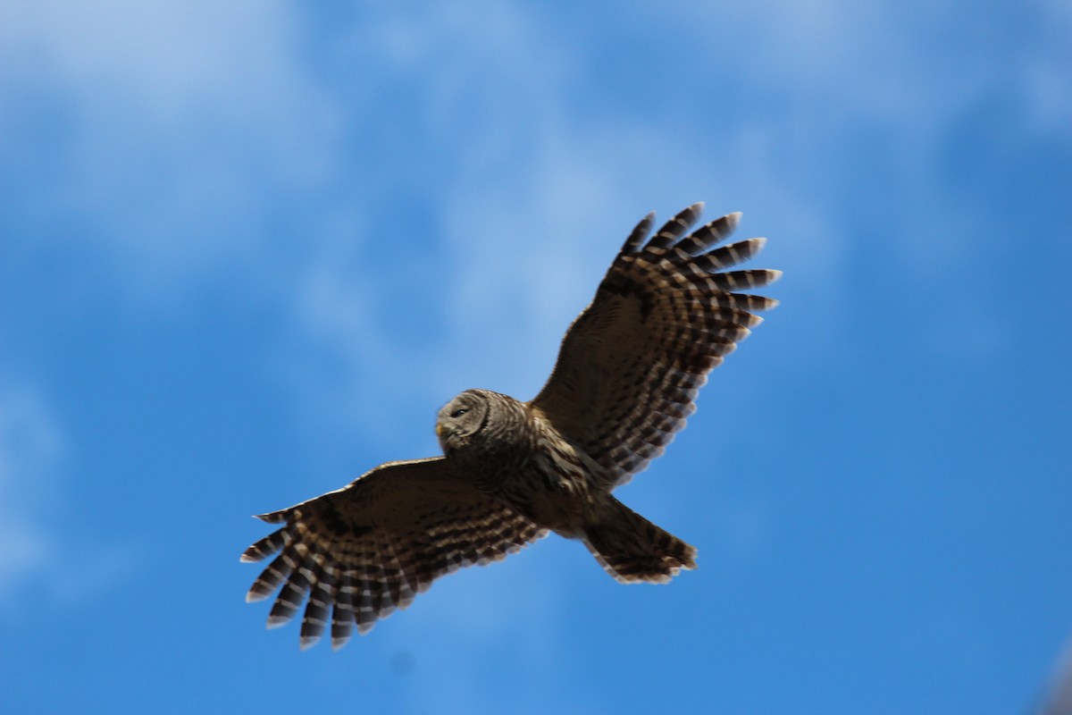 høvdingugle - ML323028941