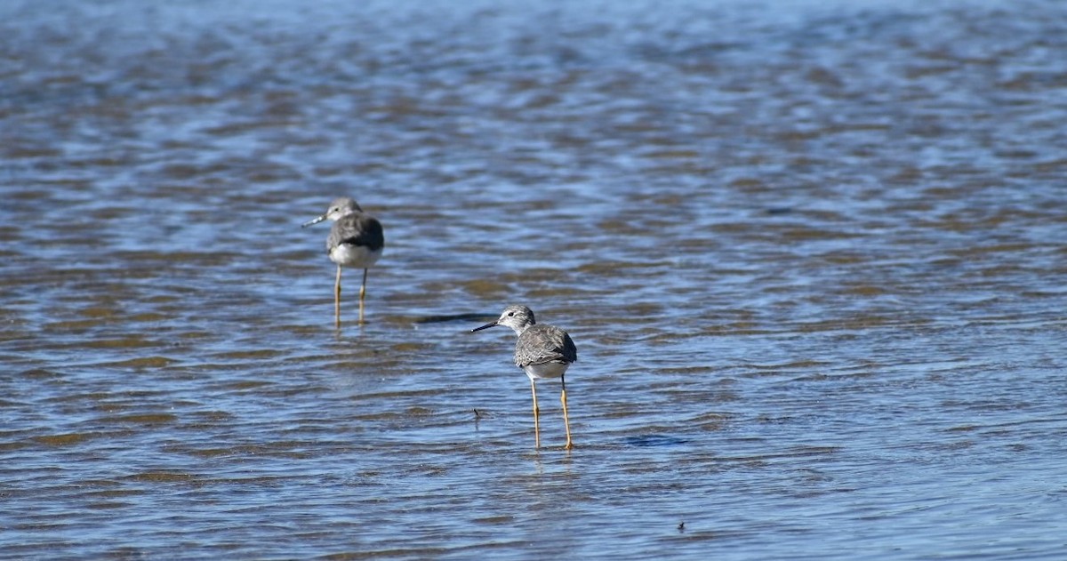 Lesser Yellowlegs - ML323029021