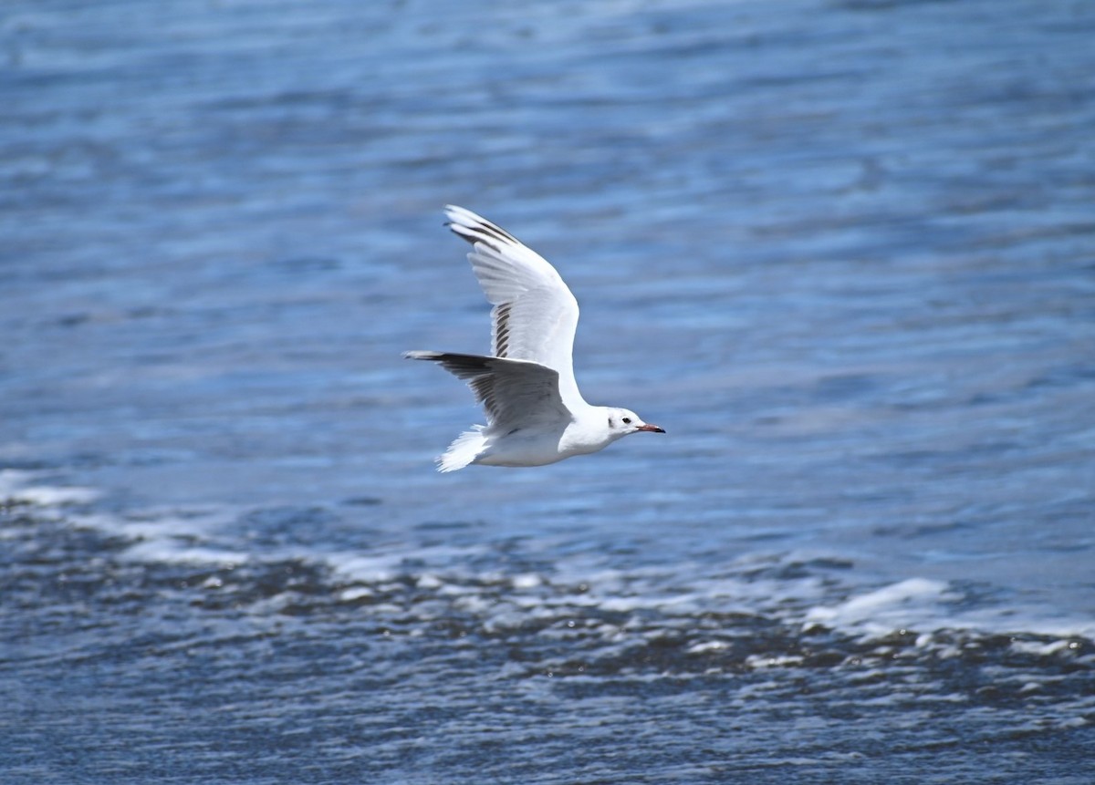 Brown-hooded Gull - ML323029191