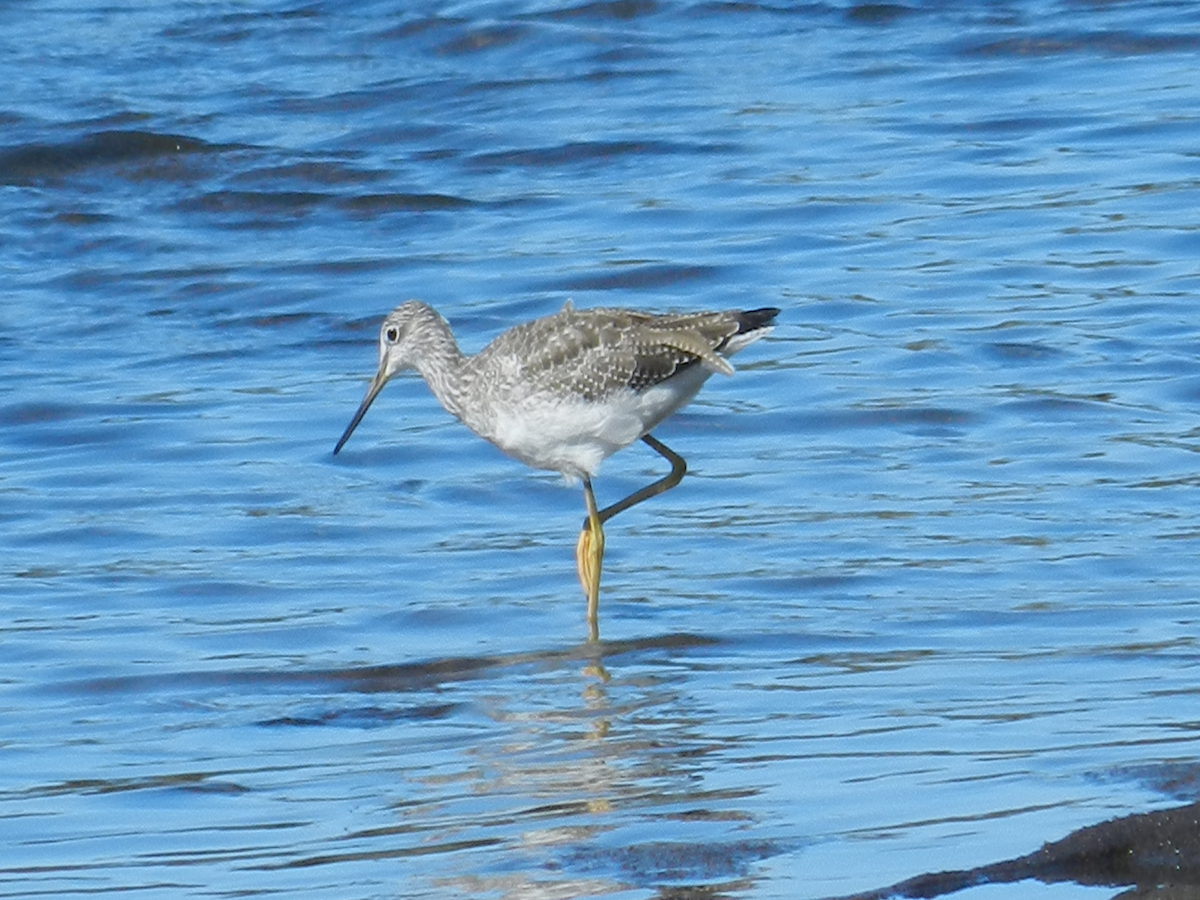 Greater Yellowlegs - ML323029361