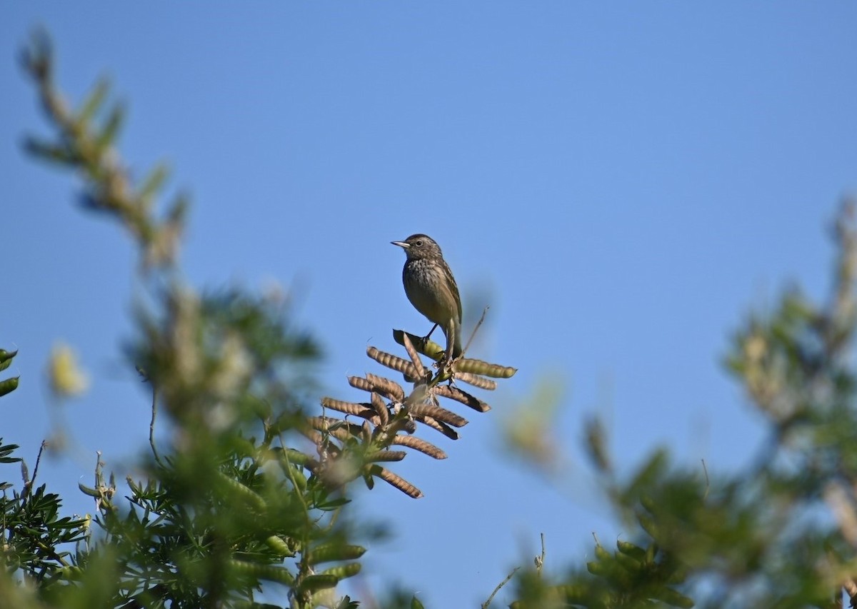 Spectacled Tyrant - ML323029471