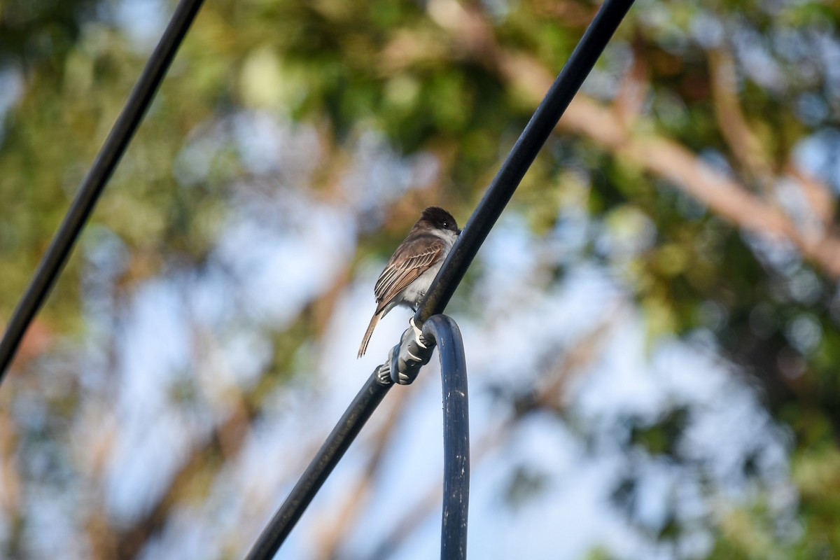 Loggerhead Kingbird - ML323029691