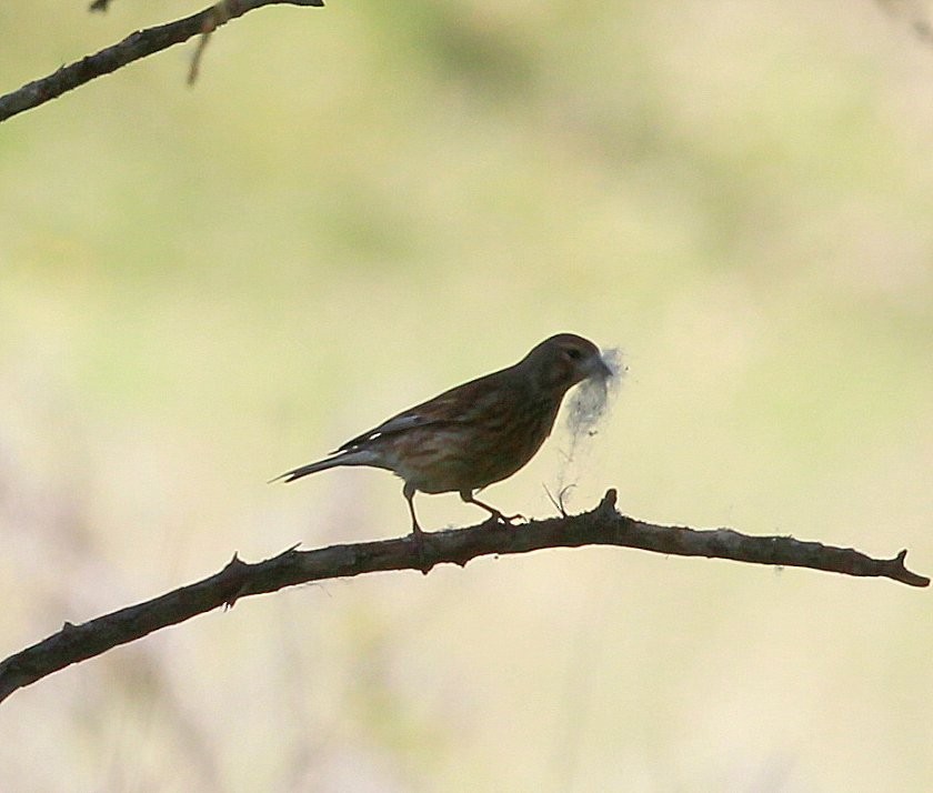 Fanello - ML323029981