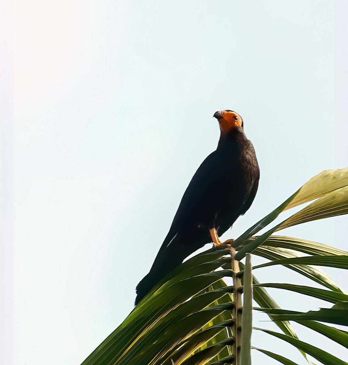 Caracara Negro - ML323031061