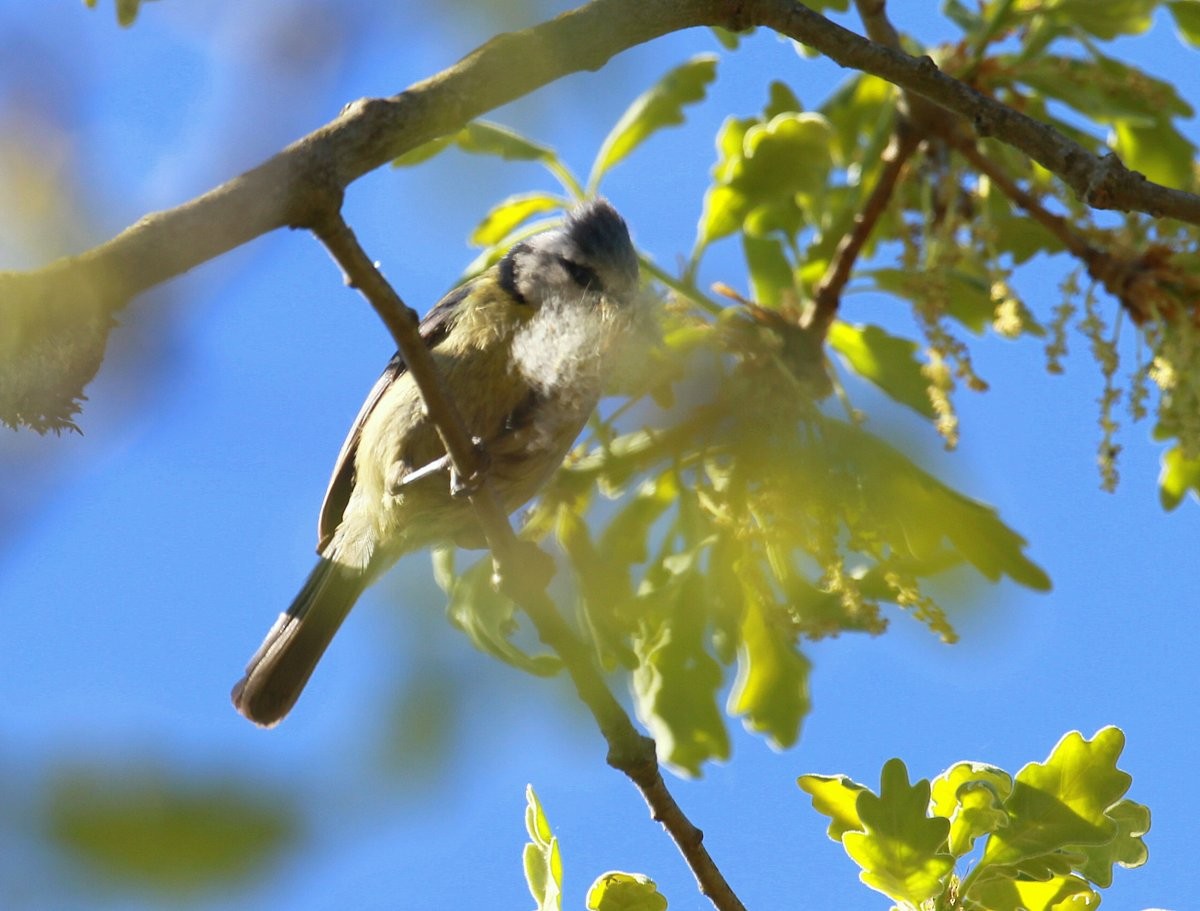 Cinciarella - ML323031461