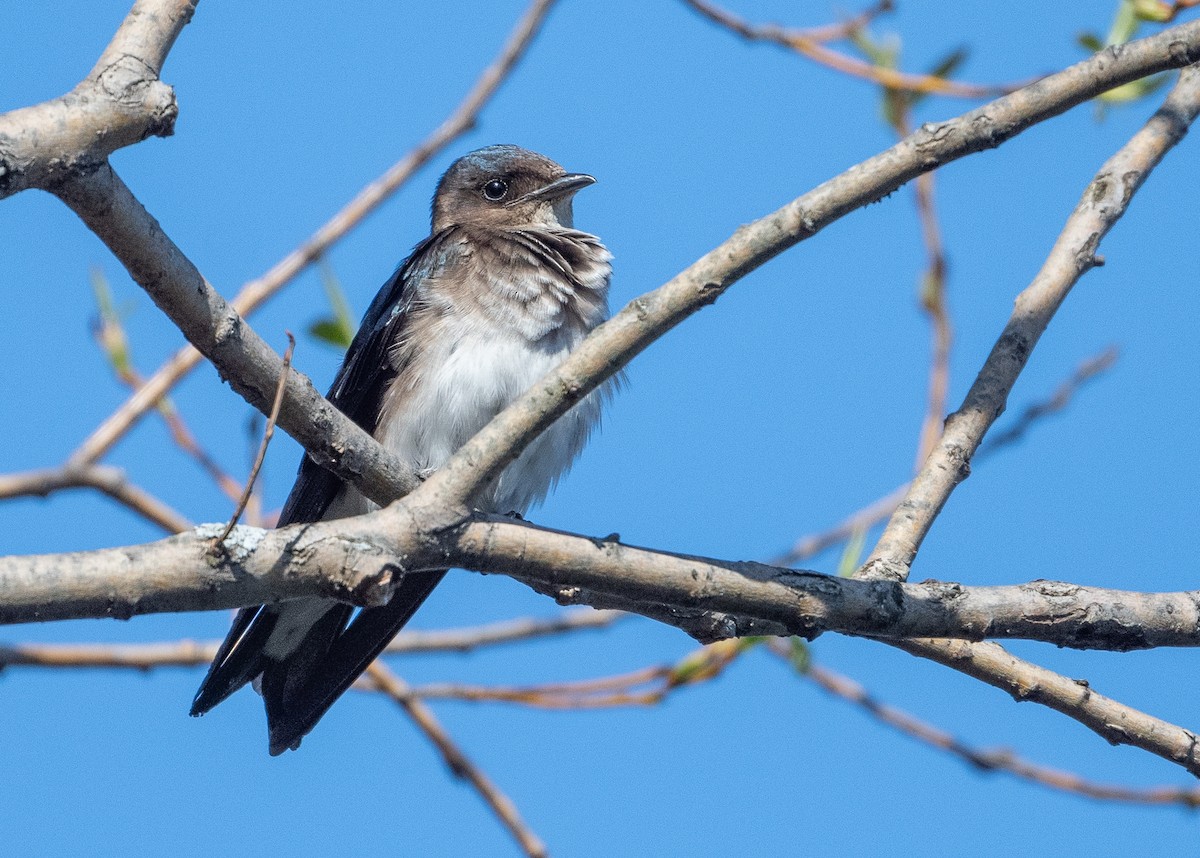 Gray-breasted Martin - Lizabeth Southworth