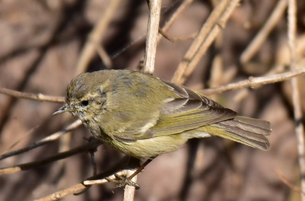 Hume's Warbler - ML323032101