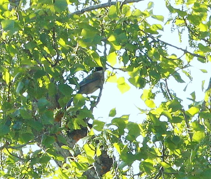 Iberian Magpie - ML323032111