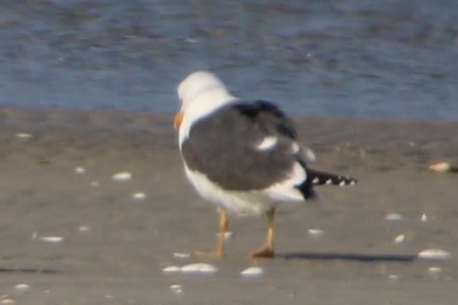 Lesser Black-backed Gull - ML323032191