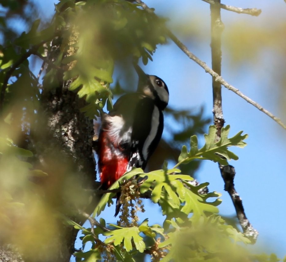 Great Spotted Woodpecker - Carmelo López Abad