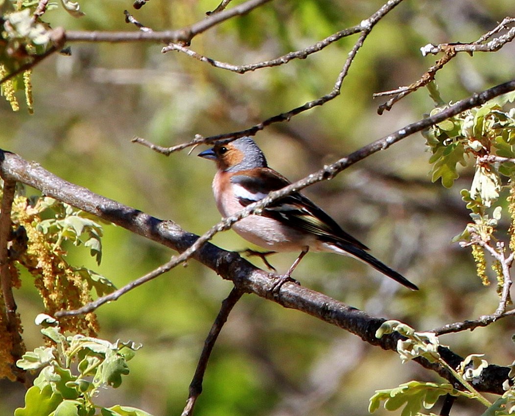 Fringuello - ML323033911