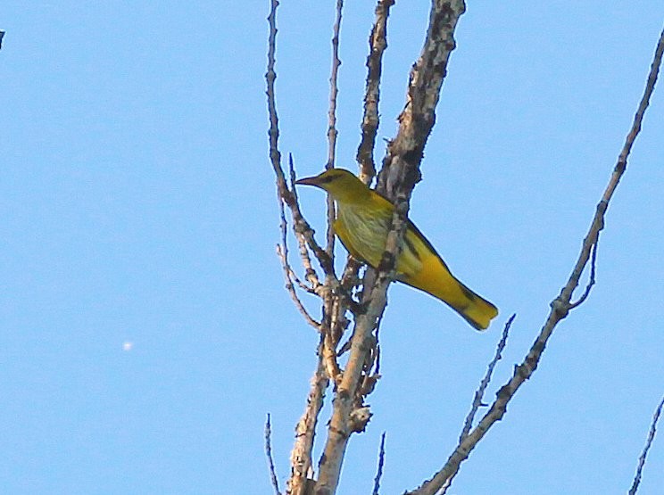 Rigogolo - ML323034901