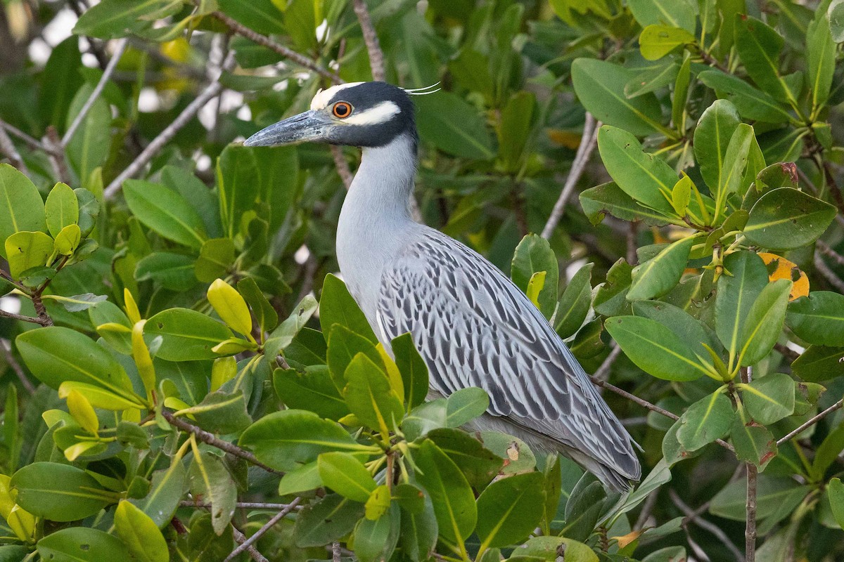 Yellow-crowned Night Heron - Eric VanderWerf