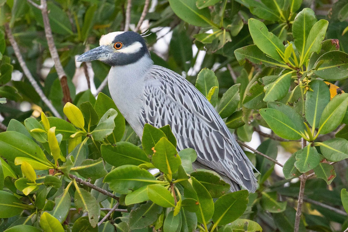 Yellow-crowned Night Heron - ML323036221