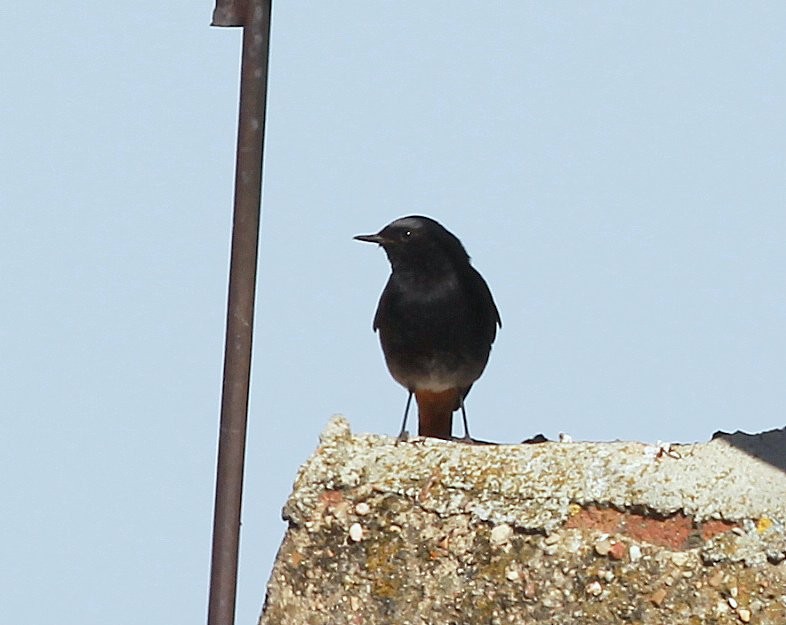 Codirosso spazzacamino - ML323036441