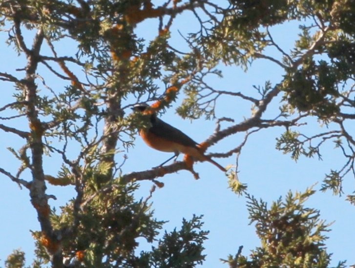 Common Redstart (Common) - ML323036841
