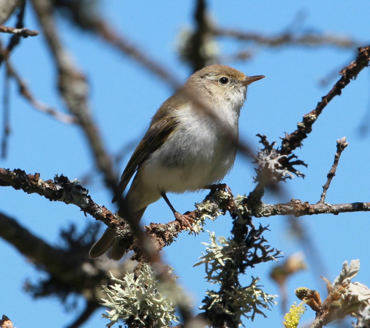 Luì bianco - ML323037261