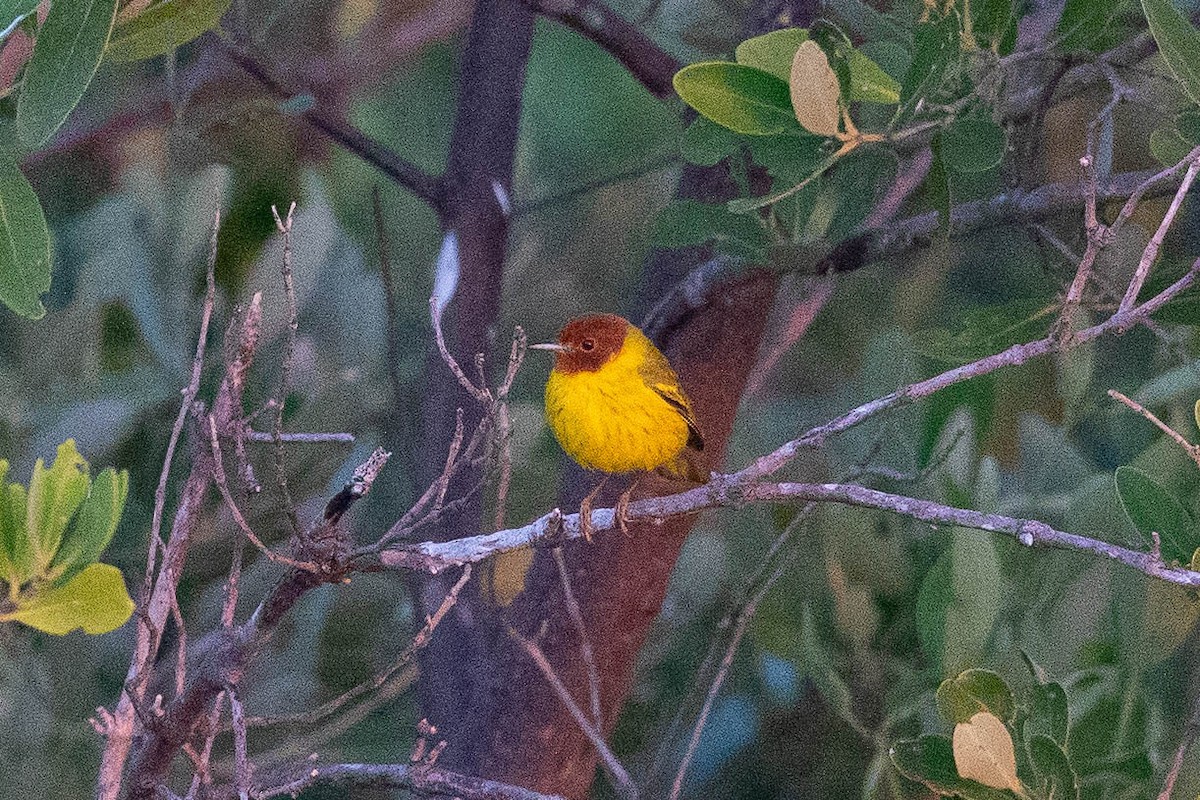 Yellow Warbler (Mangrove) - ML323037541