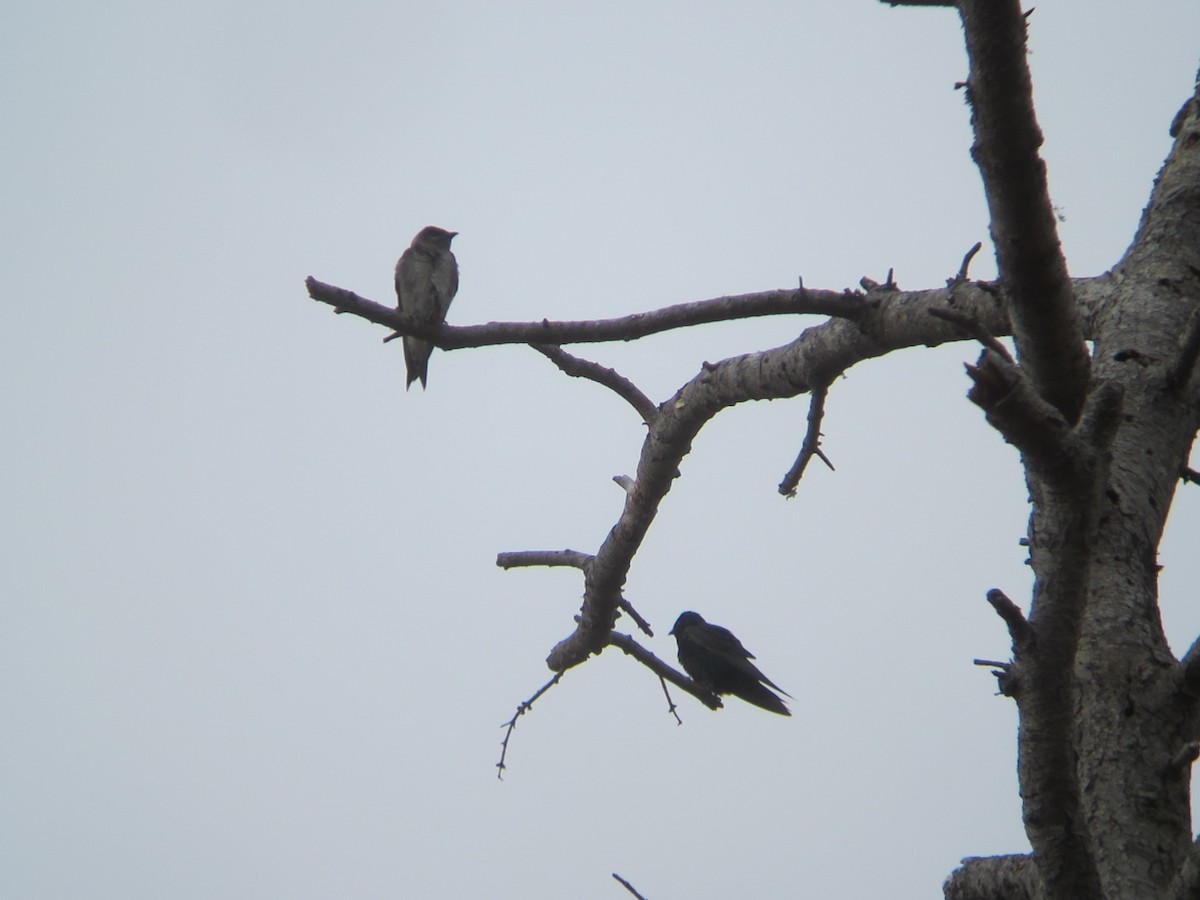 Purple Martin - ML32303761