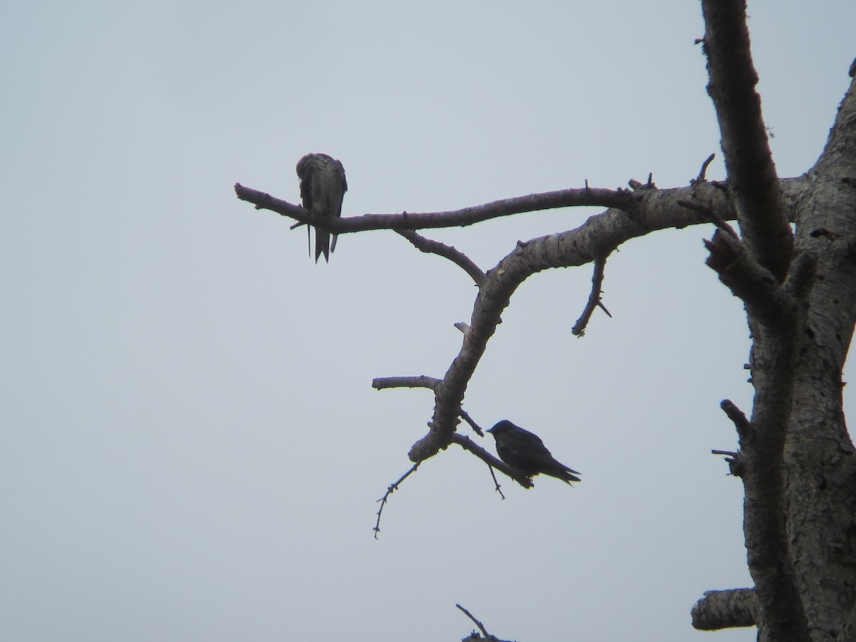 Purple Martin - Dave Slager