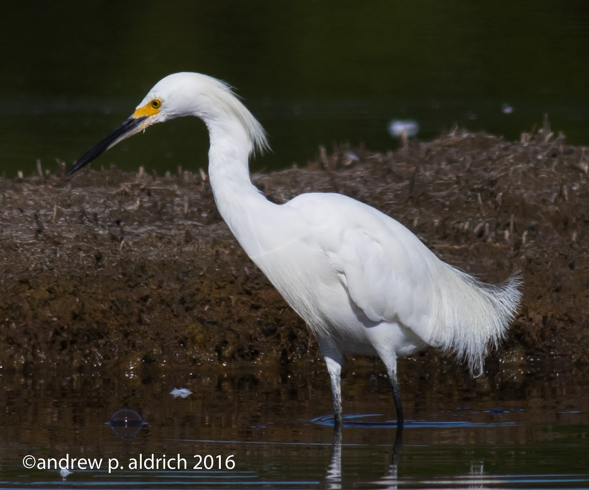 Snowy Egret - ML32303811