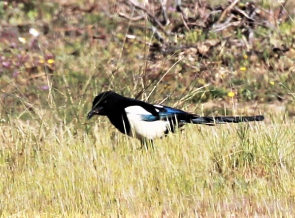 Gazza [gruppo pica] - ML323038121