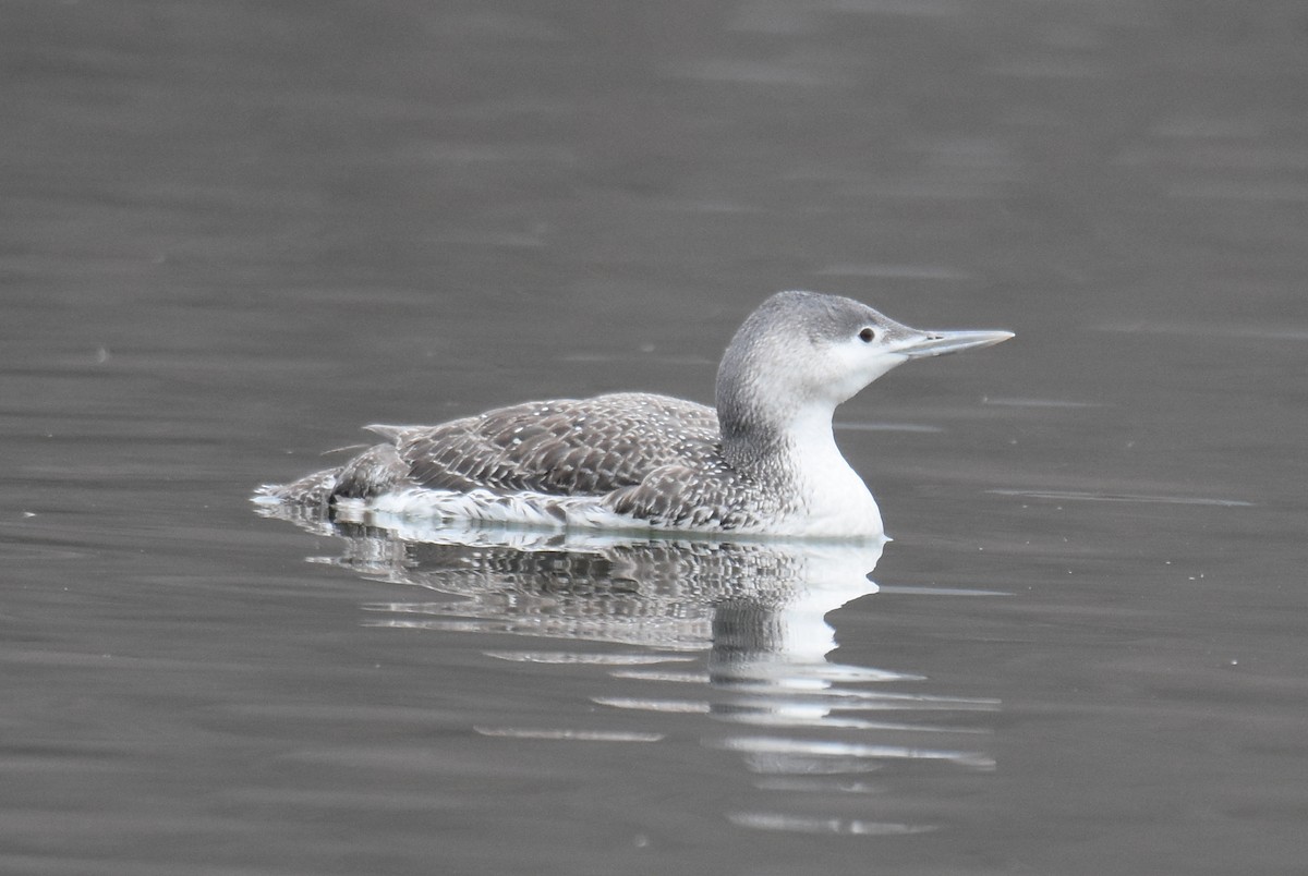 Red-throated Loon - ML323039341