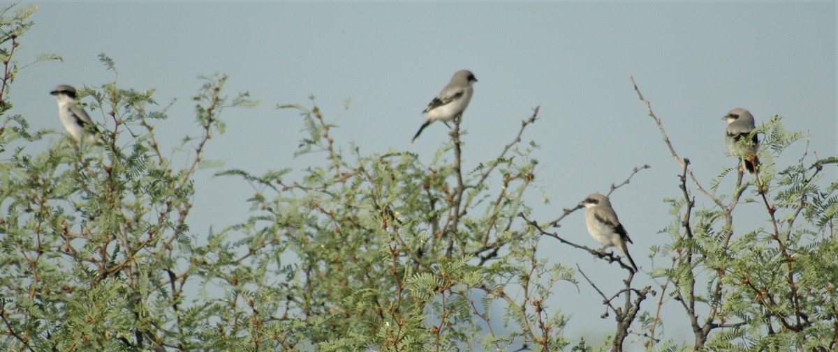 Loggerhead Shrike - ML323039941