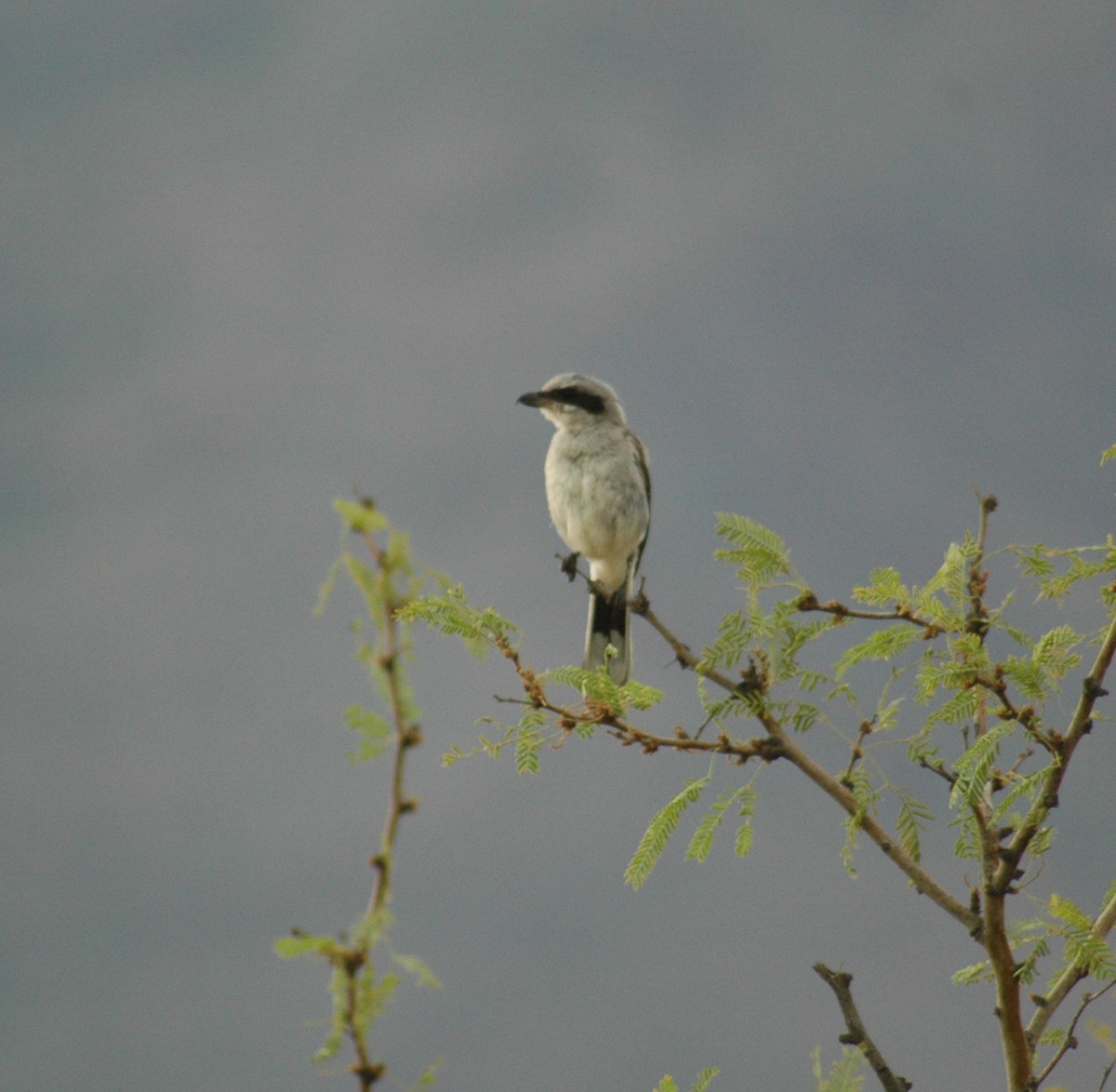 Loggerhead Shrike - ML323040101