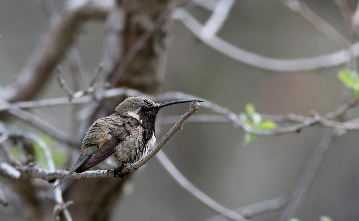 Lucifer Hummingbird - ML32304251