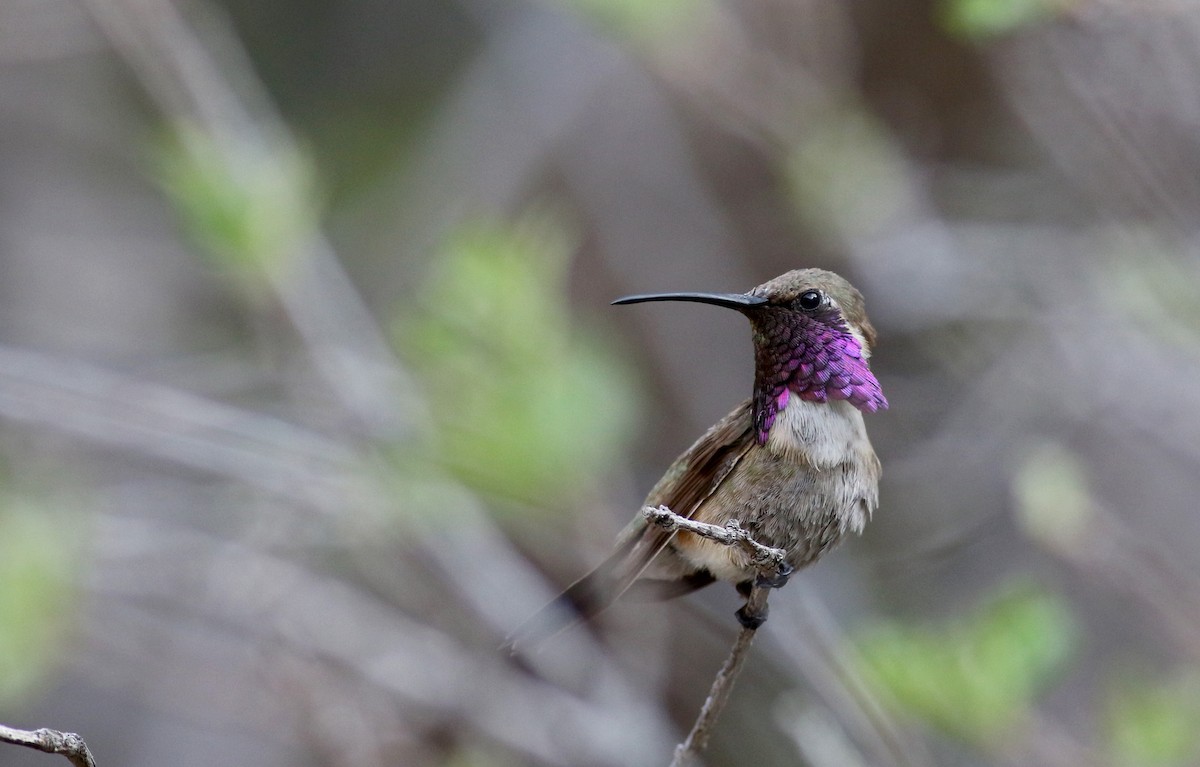 Lucifer Hummingbird - Jay McGowan