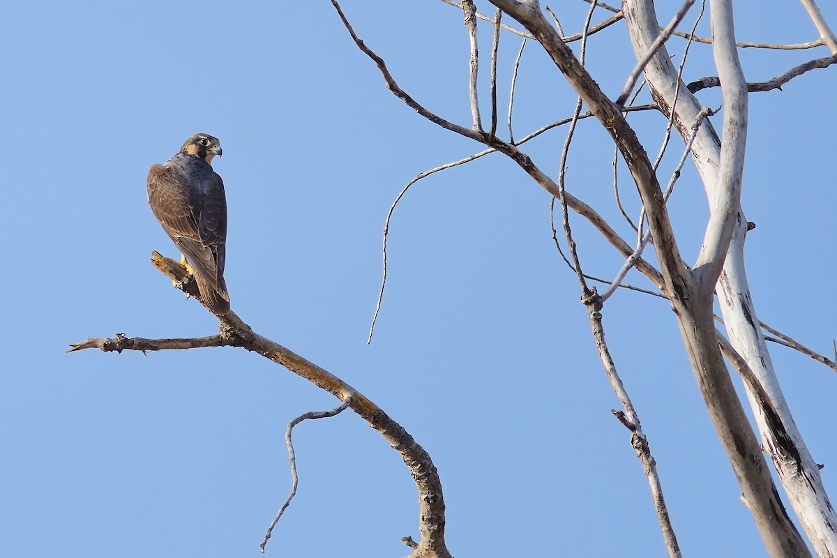 Peregrine Falcon - ML323042871