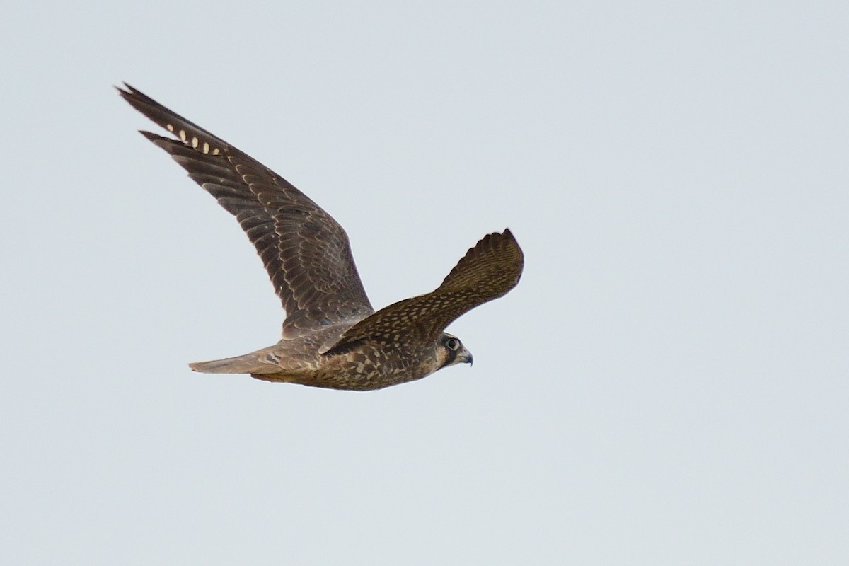 Peregrine Falcon - ML323043091