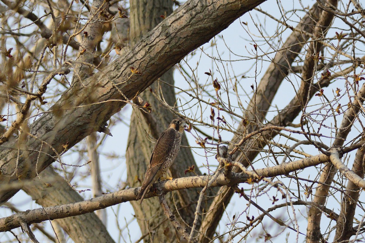 Peregrine Falcon - ML323043161