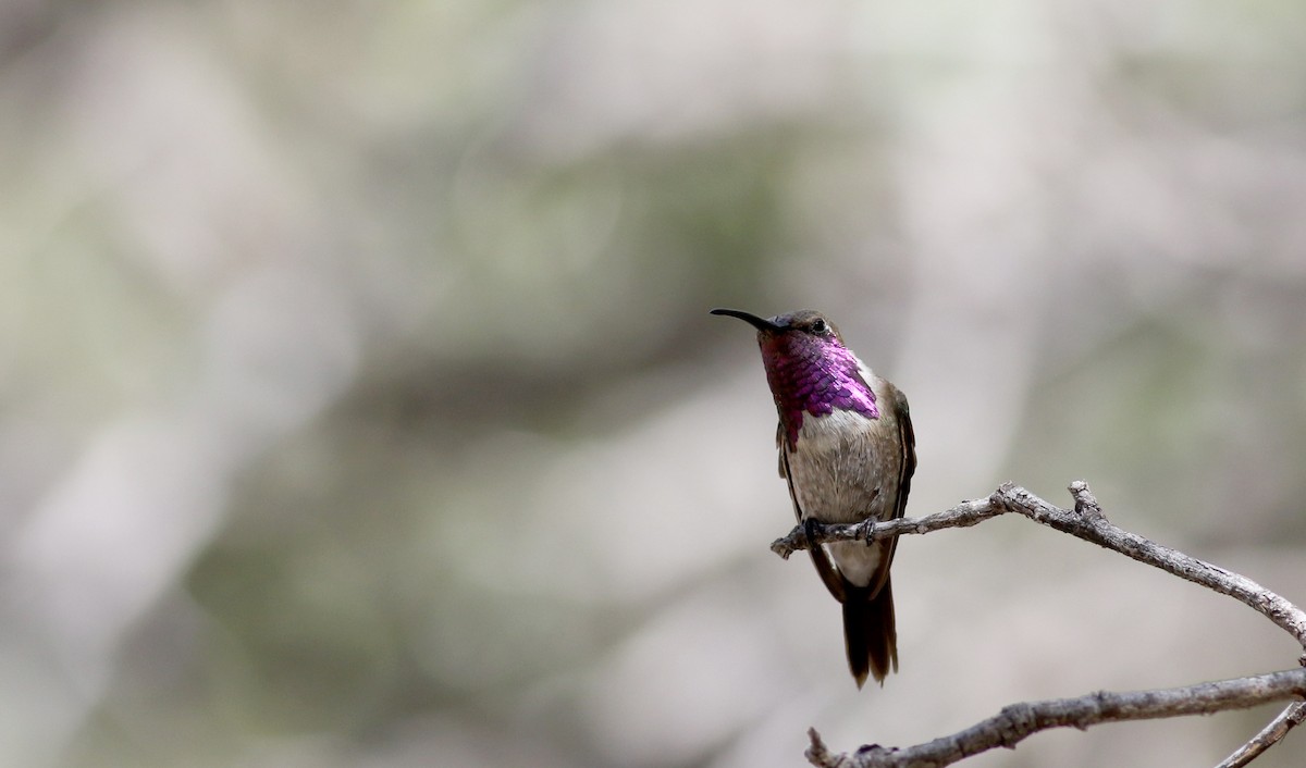 Lucifer Hummingbird - Jay McGowan