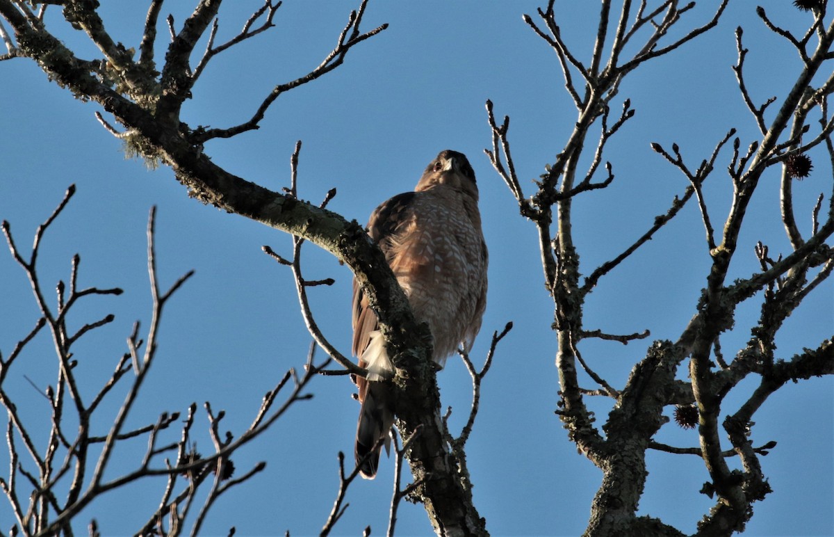 Cooper's Hawk - Margareta Wieser