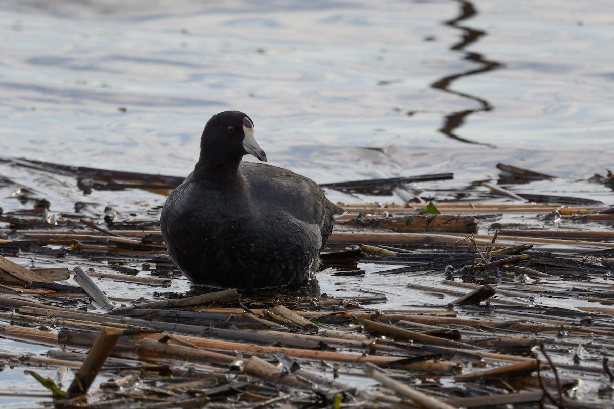 American Coot - Stephen Davies