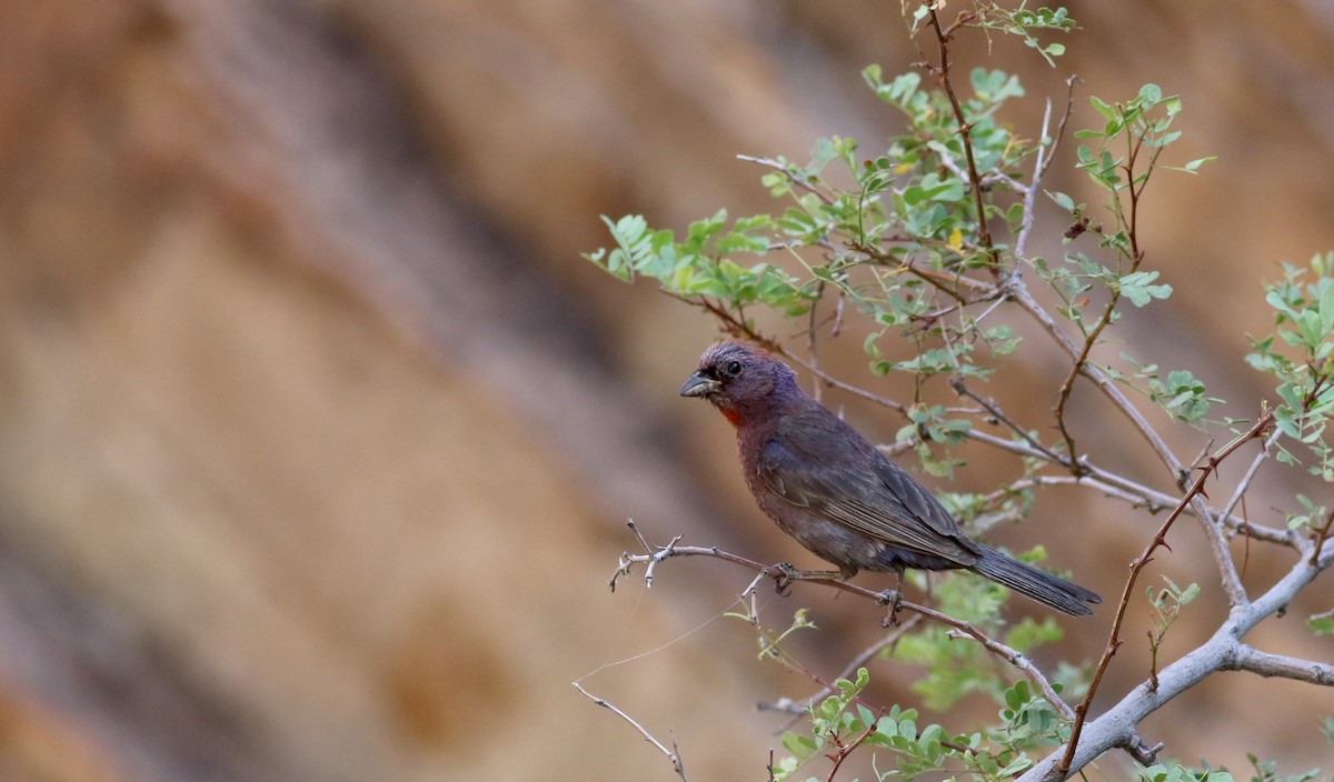 Varied Bunting - Jay McGowan